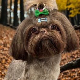 Shih Tzu All Grown Up from My Little Shih Tzu Dreams
