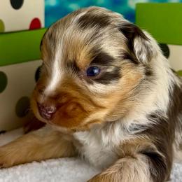 Reva - Red merle female Australian Shepherd puppy in West Union, Iowa from Boundless Hearts Australian Shepherds LLC