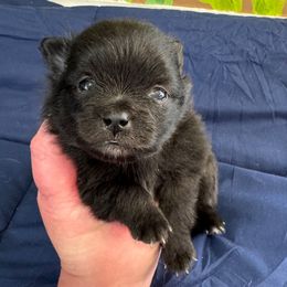 Squiggy - Black male Pomeranian puppy in Kosciusko, Mississippi from Prancing Poms