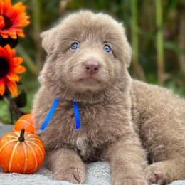 German Shepherds from P & P SHEPHERDS