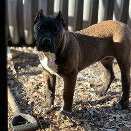 Mystery - Fawn Perro de Presa Canario puppy in Holland, Ohio from Lykaios Kennels