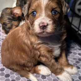 Boy 1 - Red tri-color male Aussiedoodle puppy in Hillsboro, Illinois from Perfect Paws Puppies