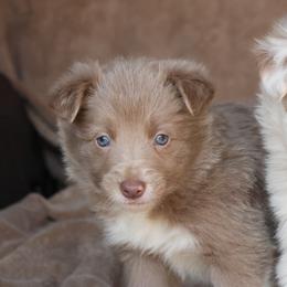 Taylor - AKC Reg - Lilac female Border Collie puppy in Courtland, Alabama from C Bar C Ranch Border Collies