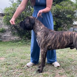 Hooch - Bullmastiff