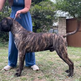 Hooch - Bullmastiff