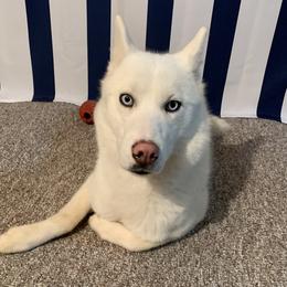 Echo - Siberian Husky