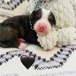 Cupid - Blue merle male Bernedoodle puppy in San Juan Capistrano, California from Country Hills Doodles