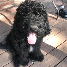 Aussiedoodles and Goldendoodles from IdaHome Doodles