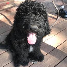 Aussiedoodles and Goldendoodles from IdaHome Doodles