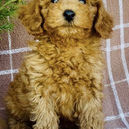 Poodle Puppies from Savannah Unger