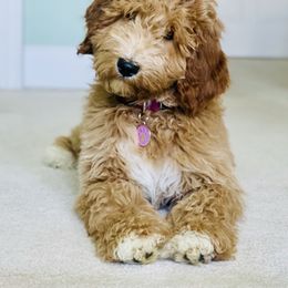 Australian Labradoodle Puppies from Victoria Creek Australian Labradoodles