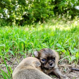 Lil Louie - Black sabled fawn male Chihuahua puppy in Weatherford, Texas from Small and Mighty Chihuahuas