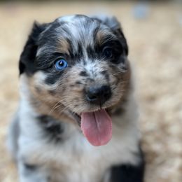 Fleetwood - Blue merle Australian Shepherd puppy in Washington from The Joyful Australian Shepherd
