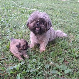 Kiri - Shih Tzu