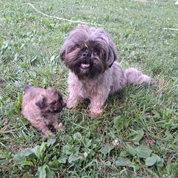 Kiri - Shih Tzu