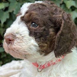 Winter - Chocolate Labradoodle puppy in Atascadero, California from Classic Poodles and Doodles