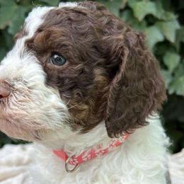 Winter - Chocolate Labradoodle puppy in Atascadero, California from Classic Poodles and Doodles