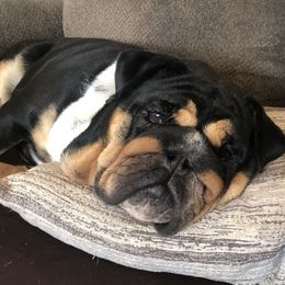 Betty - Bulldog