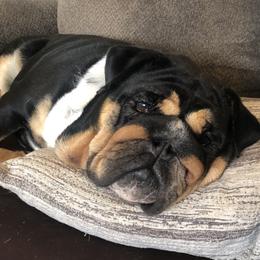 Betty - Bulldog
