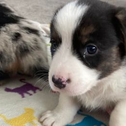 Cardigan Welsh Corgis from R&R Cardigan Corgis