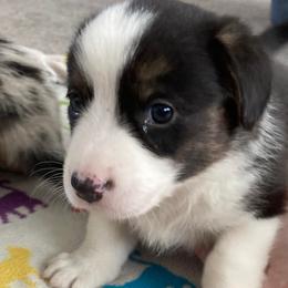 Cardigan Welsh Corgis from R&R Cardigan Corgis
