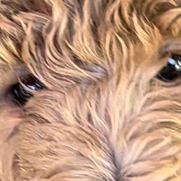 Goldendoodles from Doodlesoflove