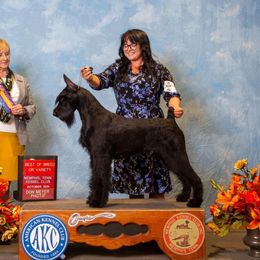 Anya - Giant Schnauzer