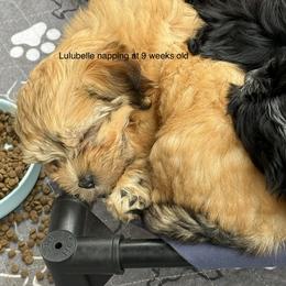 Lulubelle - Red sable female Havanese puppy in Hudson, New York from Havanese of Claverack and Hudson Valley Labradors
