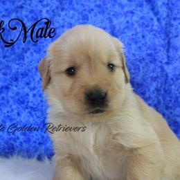 Black collar Boy - Golden male Golden Retriever puppy in Otis Orchards, Washington from Sunlite Golden Retrievers