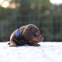 Dachshund Puppies from MNE Miniature Dachshunds