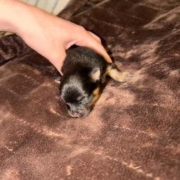 Cleo - Black and tan female Pomeranian puppy in Angleton, Texas from Pomeranian Palace, LLC