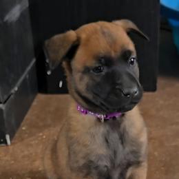 Teeze's Purple - Mahogany female Belgian Malinois puppy in Berry, Alabama from North River k9