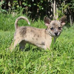 Rocco - Merle male Chihuahua puppy in Willamina, Oregon from Cherished Chihuahuas
