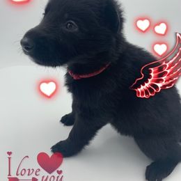 German Shepherd Puppies from Devon Rugerio's German Shepherds