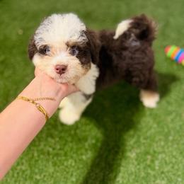 Rocky Road BLUE EYES - male Australian Mountain Doodle puppy in Sweetwater, Florida from Sandy Snout Doodles