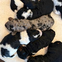 Bernedoodle puppies from Grace Filled Golden’s