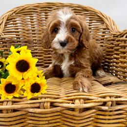 Comet - Red male Cavapoo puppy in Beresford, South Dakota from DAKOTA DOOD RANCH