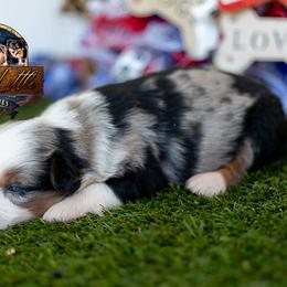 Encore - Blue merle female Miniature American Shepherd puppy in Granbury, Texas from Best Little Aussies