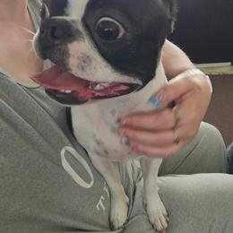 CeCe - Black brindle and white female Boston Terrier puppy in Omaha, Illinois from Puppi Guppies