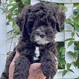 Cockapoo Puppies from Kentucky Cockapoos