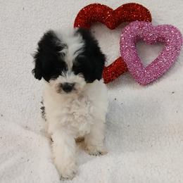 Toffee - White female Havapoo puppy in Blanch, North Carolina from Faithful Hearts Kennel