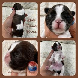 Luke - Liver and white male Shih Tzu puppy in Maize, Kansas from Air Capital Shih Tzu Puppies