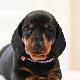 Girl 3 - Dachshund puppy in Harrisburg, Illinois from Pyradox