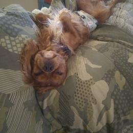 Cavalier King Charles Spaniel Puppies from Majestic Cavaliers of Melbourne FL