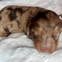 Willow - Dapple female Dachshund puppy in El Mirage, Arizona from Sunset Dachshunds