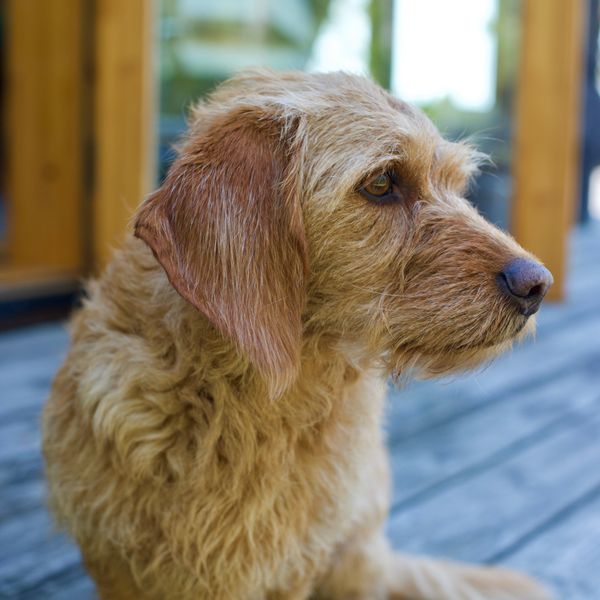 Basset Fauve de Bretagne