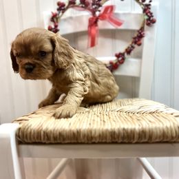 Cavalier King Charles Spaniel Puppies from Ohana Cavalier King Charles Spaniels