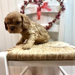 Cavalier King Charles Spaniel Puppies from Ohana Cavalier King Charles Spaniels