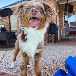 Toy Australian Shepherds from Double T Aussies