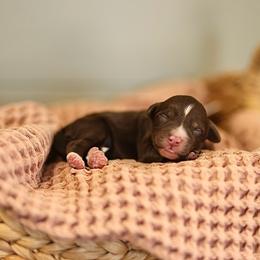 Chocolate - female Australian Mountain Doodle puppy in Spanish Fork, Utah from Little Puppy Co.